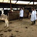 Dairy Stock Judging