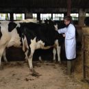 Dairy Stock Judging