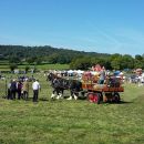 Shire Horses
